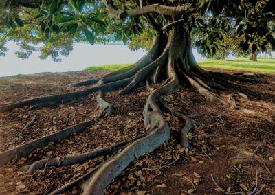 Baum_Wurzeln